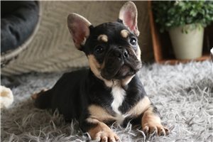 Suri - French Bulldog for sale