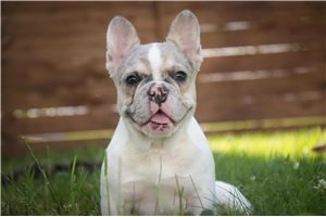 Cecilia - French Bulldog for sale