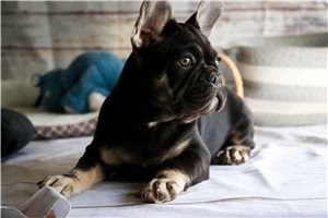 Rosalie - French Bulldog for sale