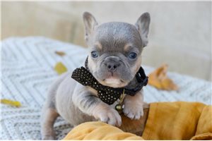 Nick - puppy for sale