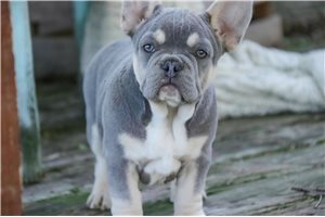 Marty - French Bulldog for sale