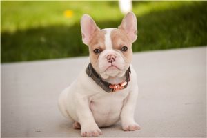 Cooper - French Bulldog for sale