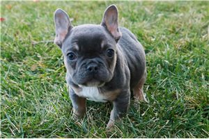 Nico - puppy for sale