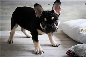 Reign - French Bulldog for sale