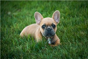 Doodle - puppy for sale