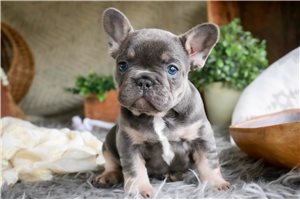 Mandy - French Bulldog for sale