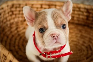 Cooper - French Bulldog for sale