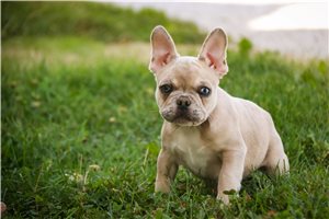 Fitzgerald - puppy for sale