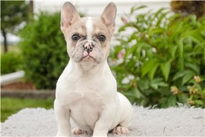 Cecilia - French Bulldog for sale