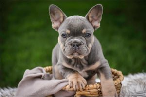 Marvin - French Bulldog for sale