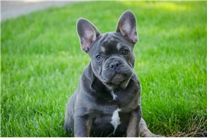 Stitch - French Bulldog for sale
