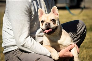 Dora - French Bulldog for sale