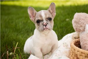 Cecilia - French Bulldog for sale