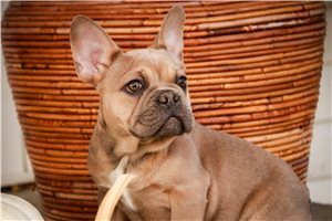 Fabio - French Bulldog for sale