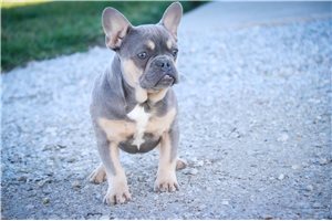 Nigel - French Bulldog for sale