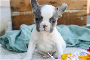 Nelson - puppy for sale