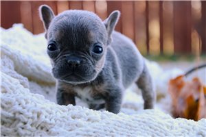 Nellie - French Bulldog for sale