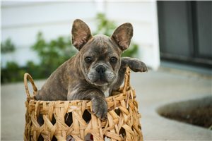 Damien - puppy for sale