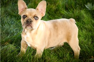 Fannie - puppy for sale