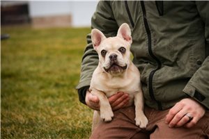 Dora - French Bulldog for sale