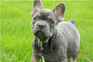 Stitch - puppy for sale