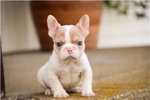 Cooper - French Bulldog for sale