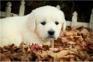Bryce - puppy for sale