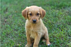Nora - Golden Retriever for sale