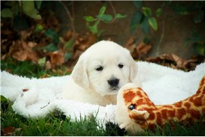 Brandon - puppy for sale