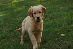 Nicolette - Golden Retriever for sale