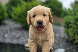 Fabio - Golden Retriever for sale