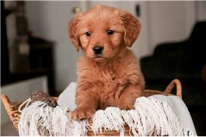 Armand - puppy for sale