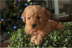 Archie - puppy for sale