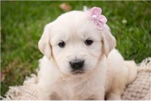 Brooke - puppy for sale