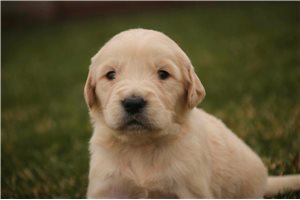 Indigo - English Golden Retriever for sale
