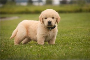 Finnegan - puppy for sale