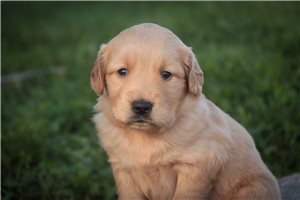 Nicolette - puppy for sale