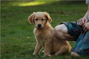 Nicolette - Golden Retriever for sale