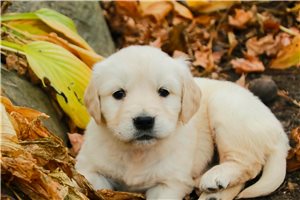 Bianca - Golden Retriever for sale