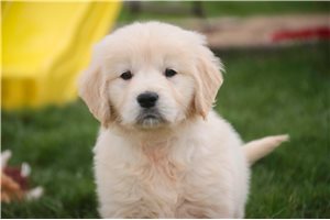 Mila - Golden Retriever for sale