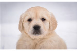 Patsy - puppy for sale