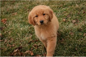 Ashley - Golden Retriever for sale