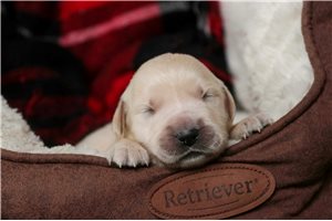 Iago - English Golden Retriever for sale