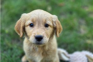 Nicolette - Golden Retriever for sale