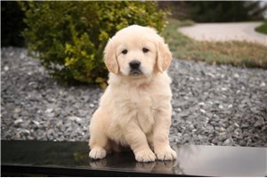 Madison - Golden Retriever for sale