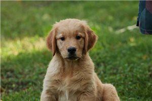 Noland - Golden Retriever for sale