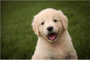 Mila - Golden Retriever for sale