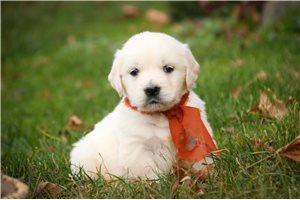 Brody - puppy for sale