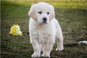 Brynlee - puppy for sale