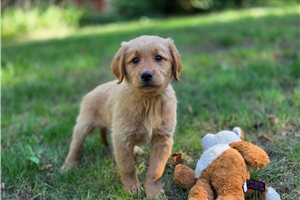 Nadine - Golden Retriever for sale